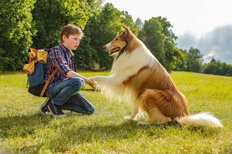 bilete Lassie hazater (Lassie: Eine Abenteurliche Reise)