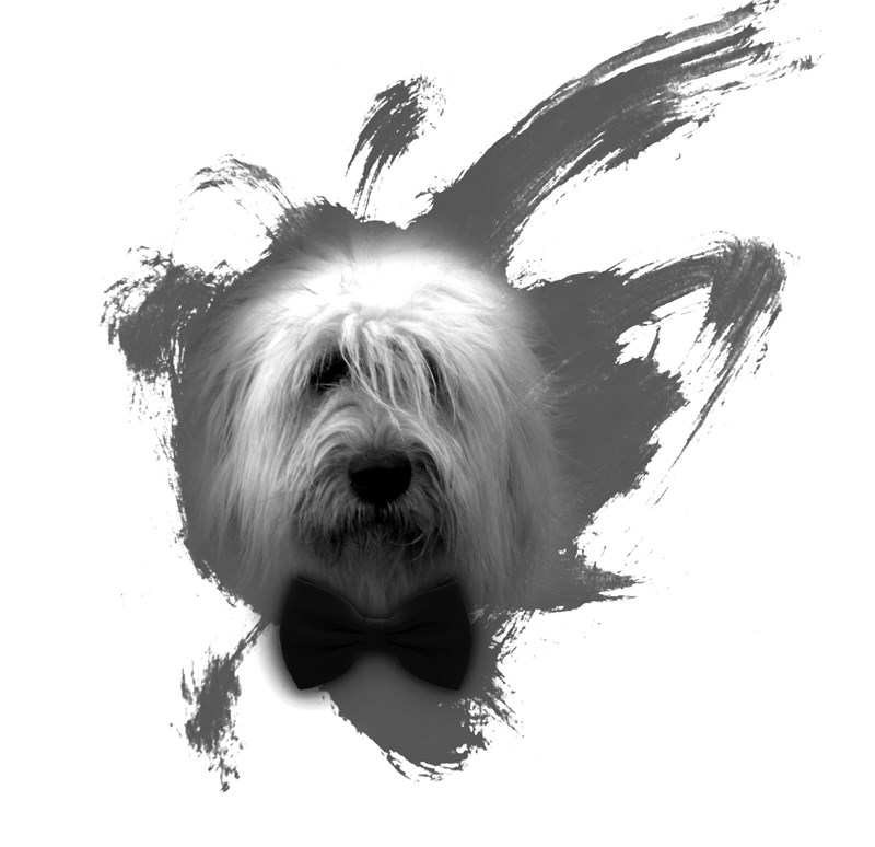 bilete NAPOCA DOG SHOW- Competitie chinologica