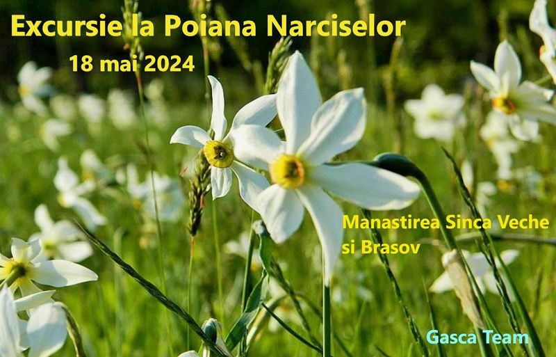 bilete EXCURSIE de o zi la Poiana Narciselor, Manastirea rupestra Sinca Veche, Turnul alb Brasov